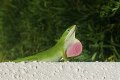 Are Green Anole Lizards Good Pets?